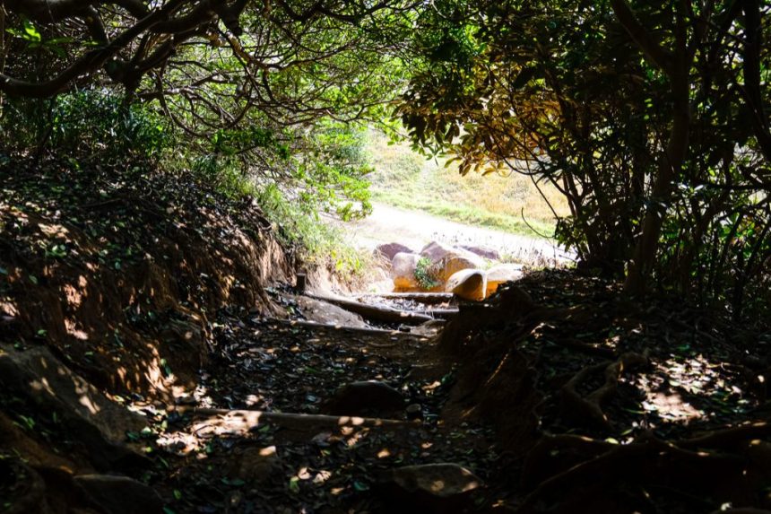 itoshima-totoro-forest-meotoiwa-drive_thumbnail