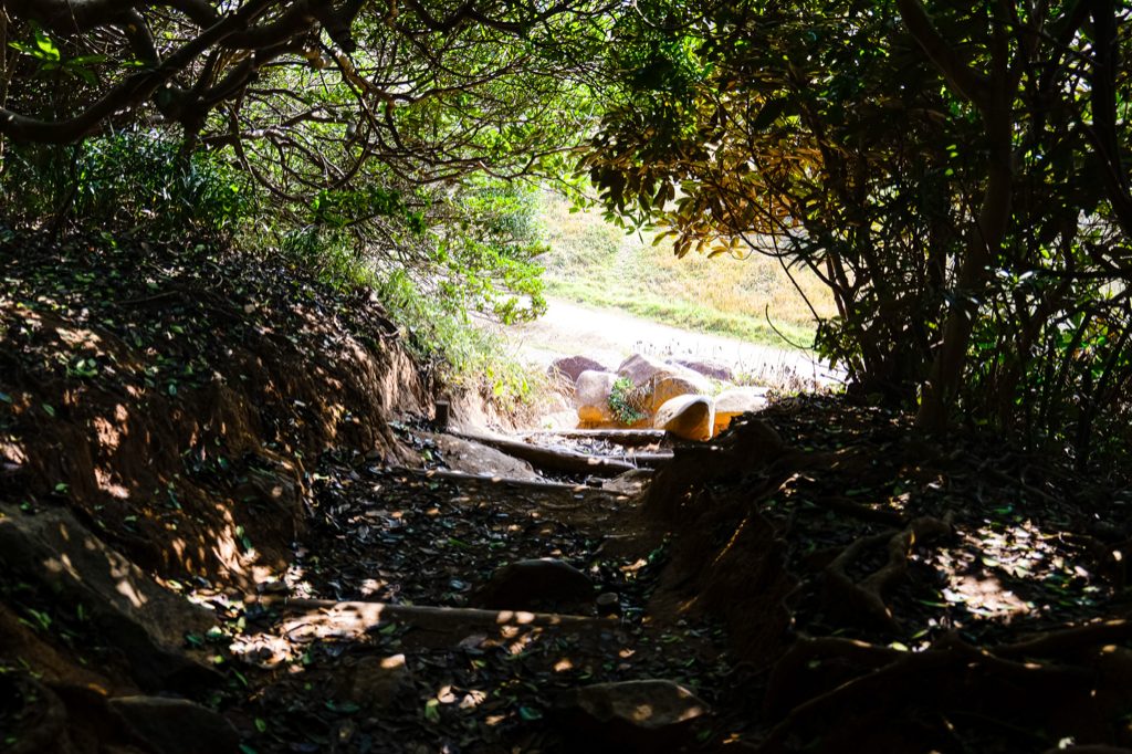 Green-tunnel walking path at Keya no Otomon Park in Itoshima, nicknamed Totoro Forest, a half-day drive from Fukuoka