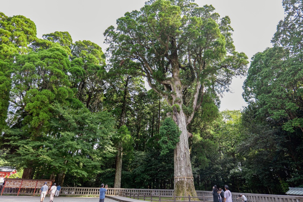 Large old tree and visitors inside Kirishima Jingu