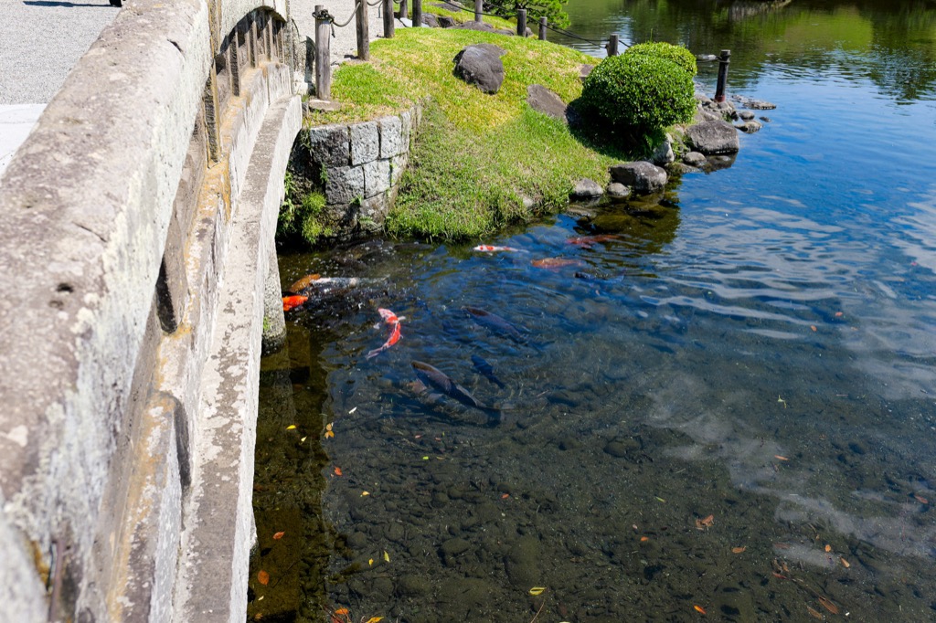 Koi swimming in the clear pond beside a stone bridge