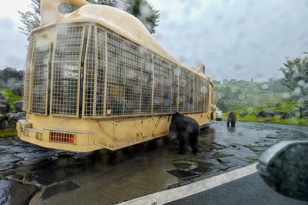 Bear leaning against the Jungle Bus barred window during the feeding experience