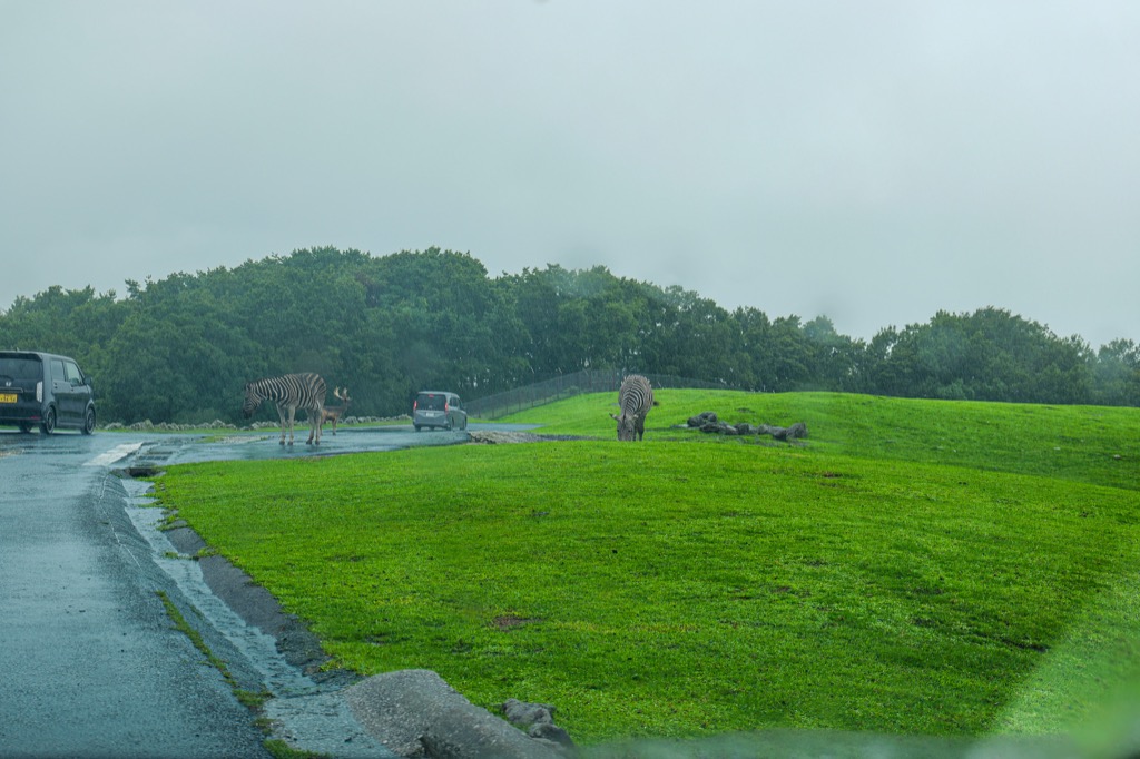 Zebras on the roadside grass, seen through a car window on the My-Car Safari route