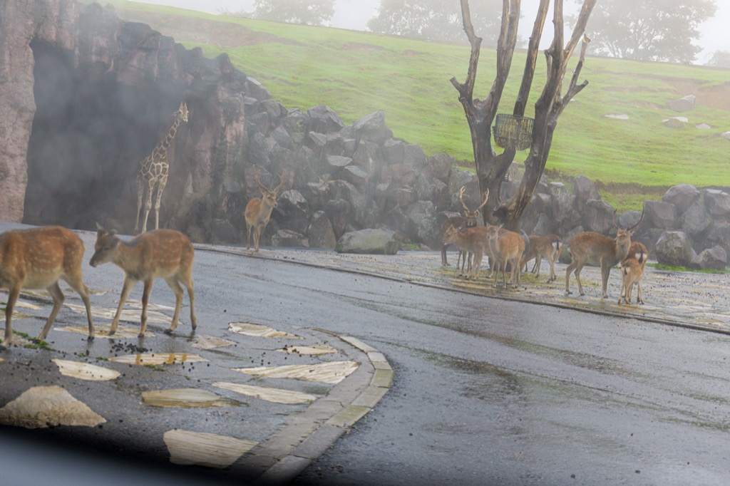 Giraffe and deer walking across the safari zone road