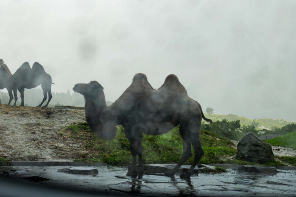 Camel silhouette through a rain-speckled car window — park stays open on rainy days