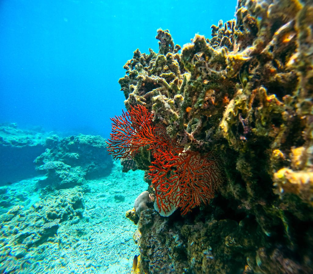 Coral and red sea fans on a reef wall in clear blue Okinawan water