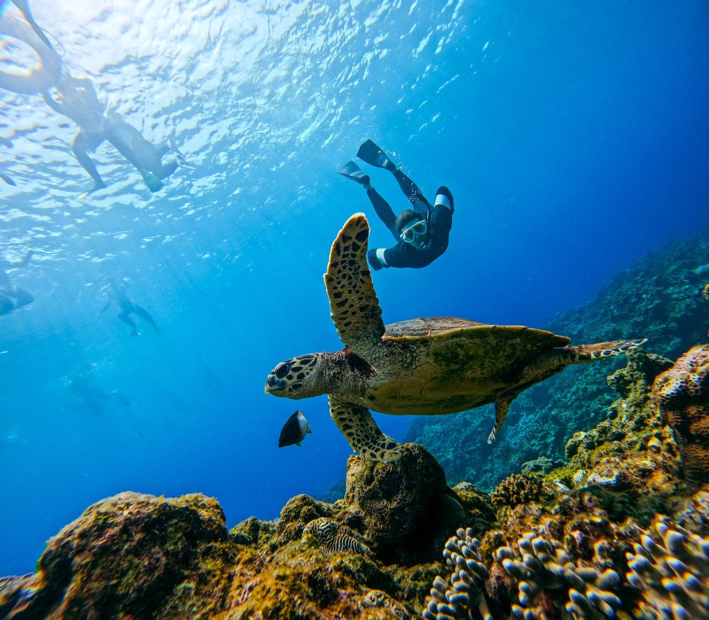 A diver swimming alongside a hawksbill turtle over coral in the Kerama Islands, Okinawa