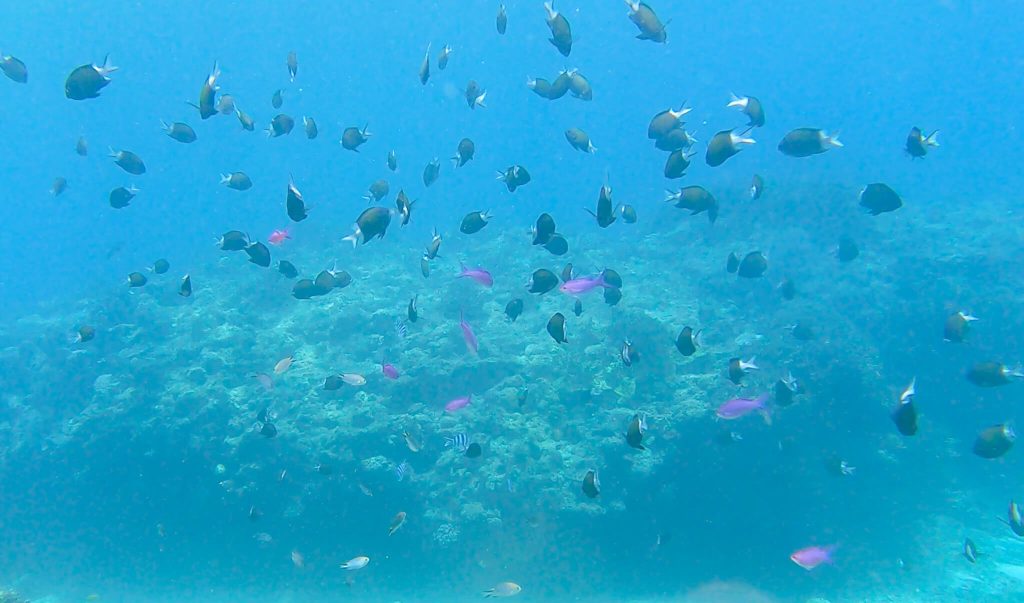 A large school of tropical fish above the reef off Kume Island, Okinawa